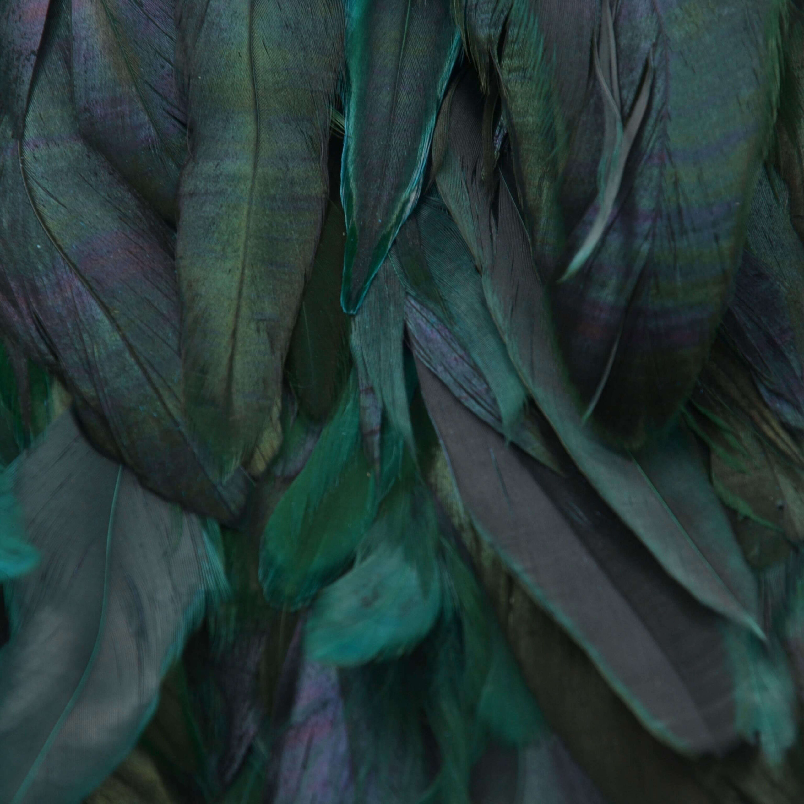 Fleco de plumas bicolor de 16 cm para confección
