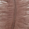 Pluma Avestruz 55-60 cm 12 unidades - Varios colores - Thumbnail Image 40