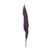 Pluma Faisán 10 unidades 60cm -varios colores - Thumbnail Image 24