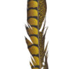 Pluma Faisán 10 unidades 60cm -varios colores - Thumbnail Image 7