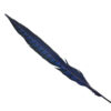 Pluma Faisán 10 unidades 60cm -varios colores - Thumbnail Image 22