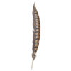 Pluma Faisán 10 unidades 60cm -varios colores - Thumbnail Image 2